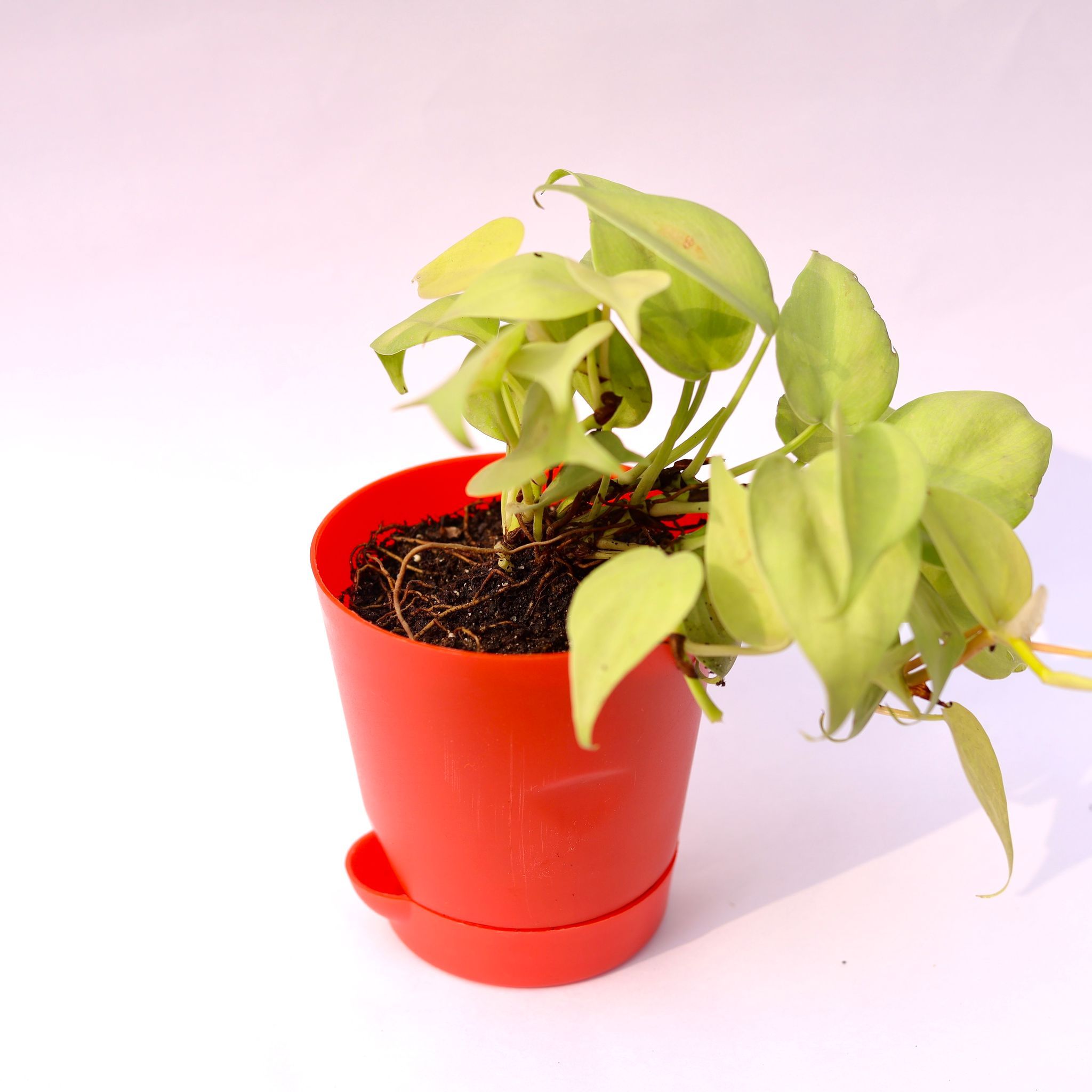 Oxycardium Golden in 4 Inch Red Florence Self Watering Pot