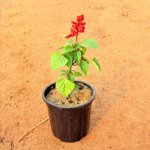 Salvia Red in 6 Inch Nursery Pot