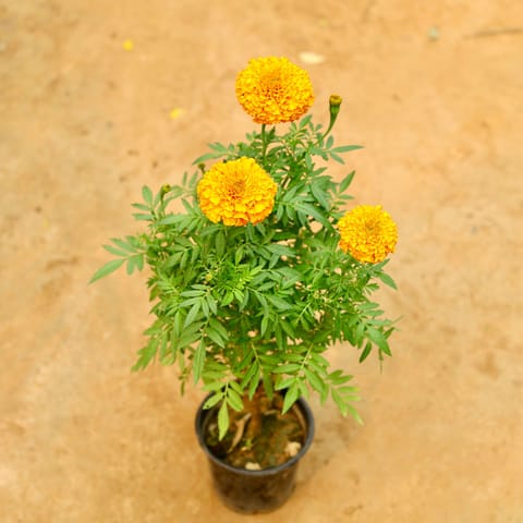 Marigold / Genda Orange in 6 Inch Nursery Pot
