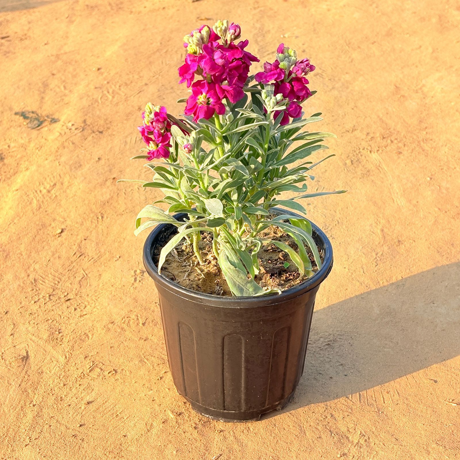 Stock Plant (Any Colour) in 6 Inch Nursery Pot