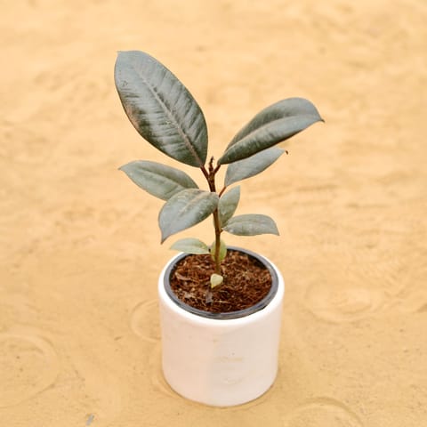 Rubber Black in 4 Inch Live Fresh Plant White Minimalist Cylindrical Ceramic Pot in Sector 101