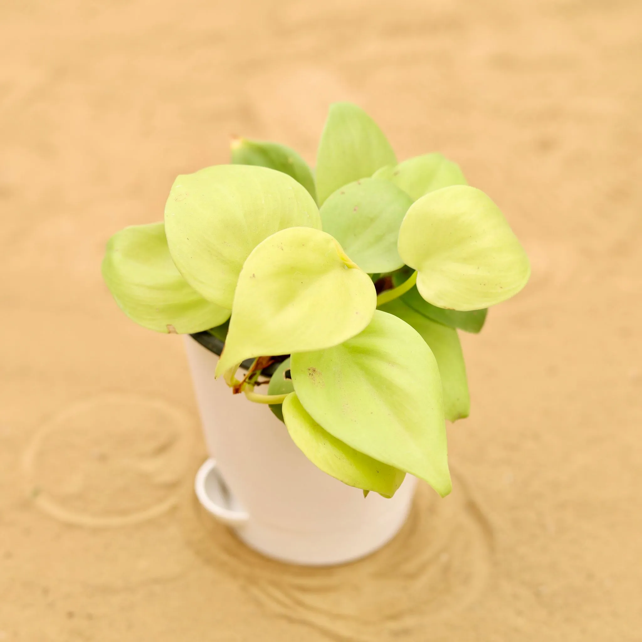 Oxycardium Golden in 4 Inch White Florence Self Watering Pot