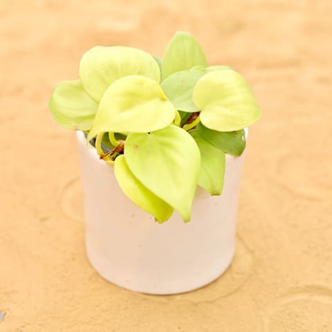 Oxycardium Golden in 4 Inch Live Fresh Plant White Minimalist Cylindrical Ceramic Pot in Model Town