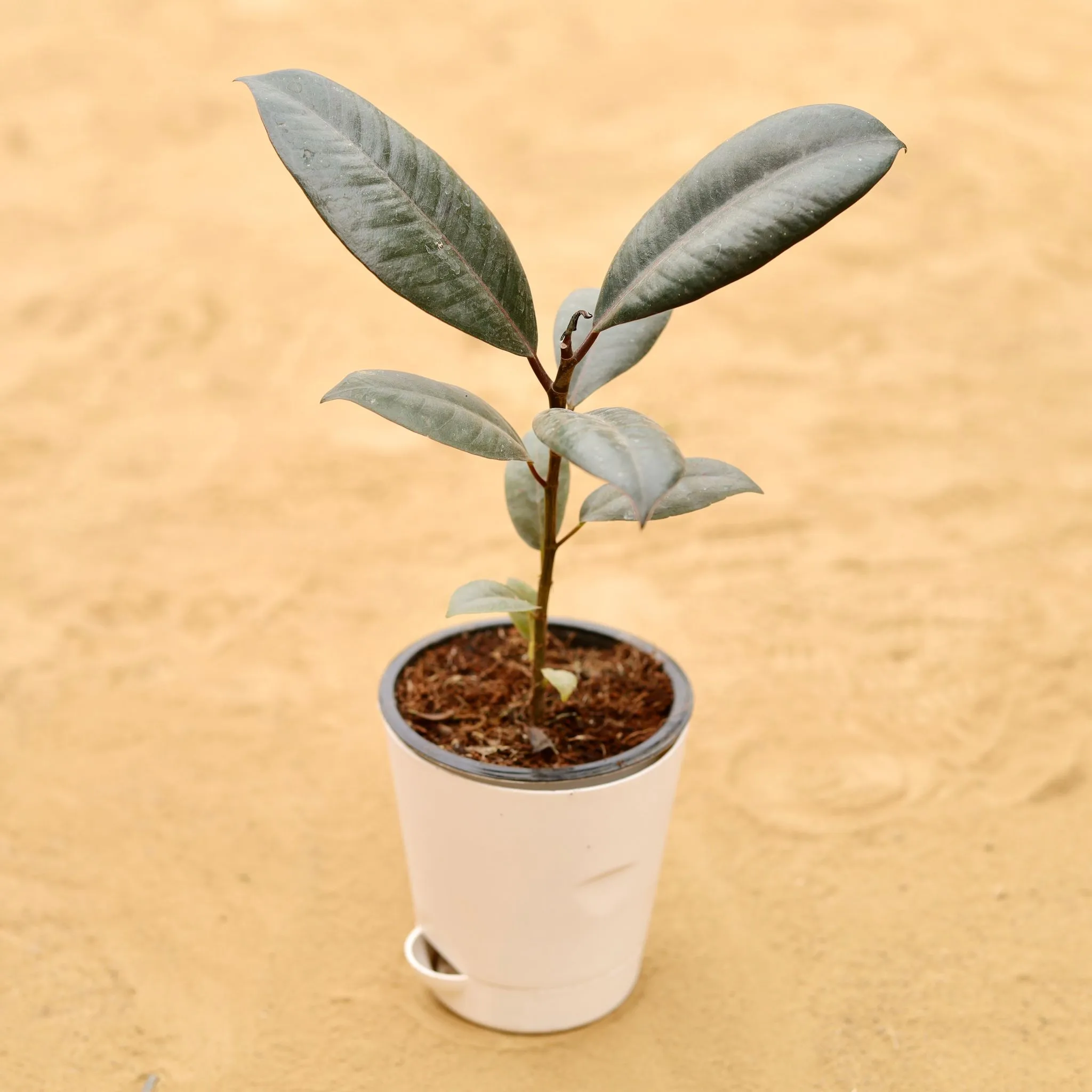 Rubber Black in 4 Inch White Florence Self Watering Pot