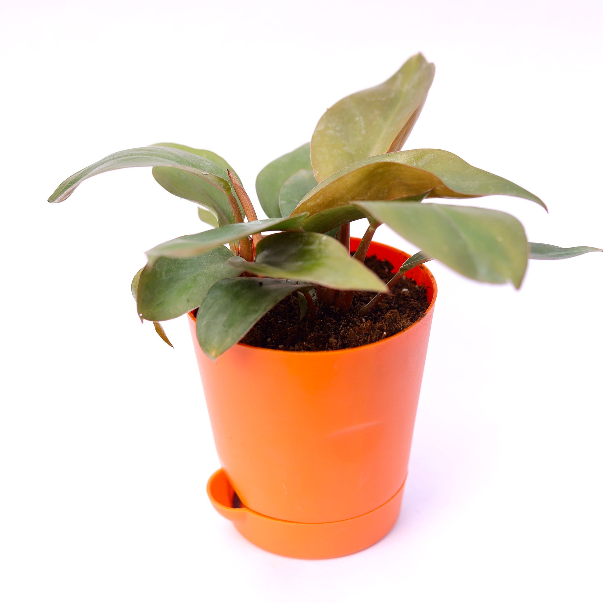 Philodendron Red in 4 Inch Orange Florence Self Watering Pot