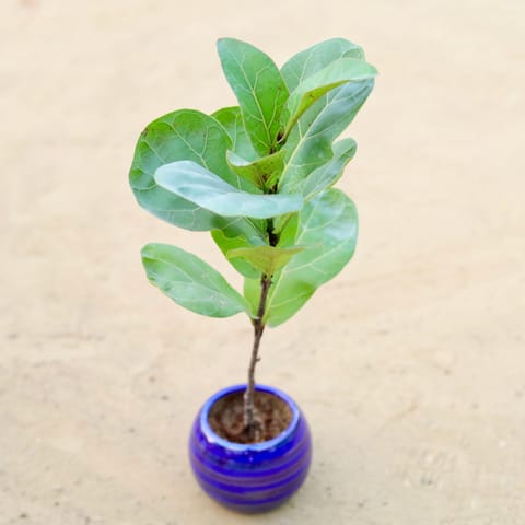 Fiddle Leaf Fig / Ficus Lyrata in 3.5 Inch Live Fresh Plant Dark Blue Round Handcrafted Stripes Ceramic Pot- Gloss Finish Indoor Plant Pot, Succulent Planter, Home D?cor in Sector 39
