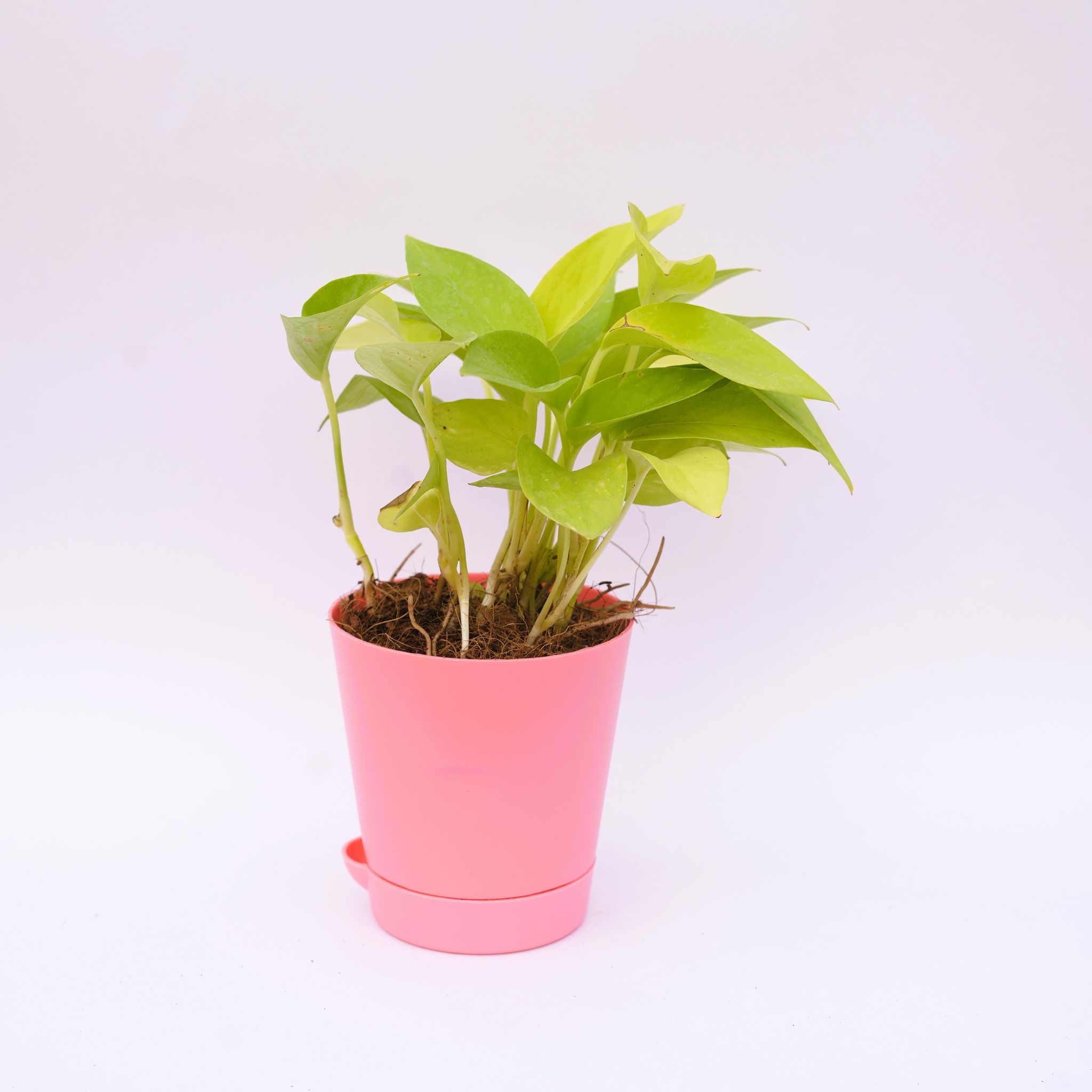 Money Plant Golden in 4 Inch Pink Florence Self Watering Pot