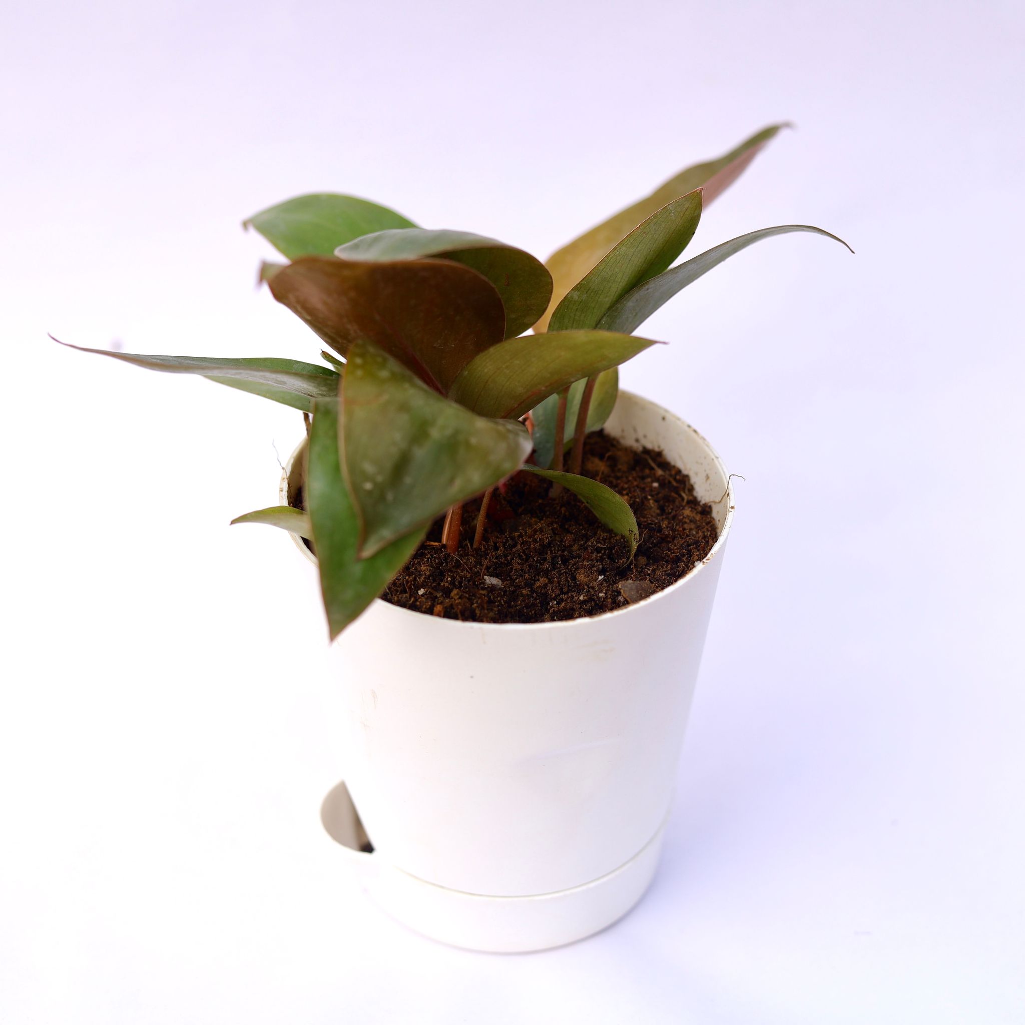 Philodendron Red in 4 Inch White Florence Self Watering Pot