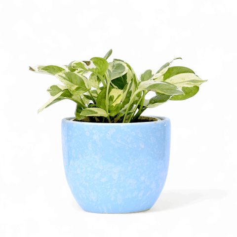 Money Plant N'Joy in 4 Inch Live Fresh Plant Blue Tribal Themed Handmade Taper Ceramic Pot  Minimalist Glossy Succulent Pot, Indoor Flower Pot for Home and Office D cor in Sector 45