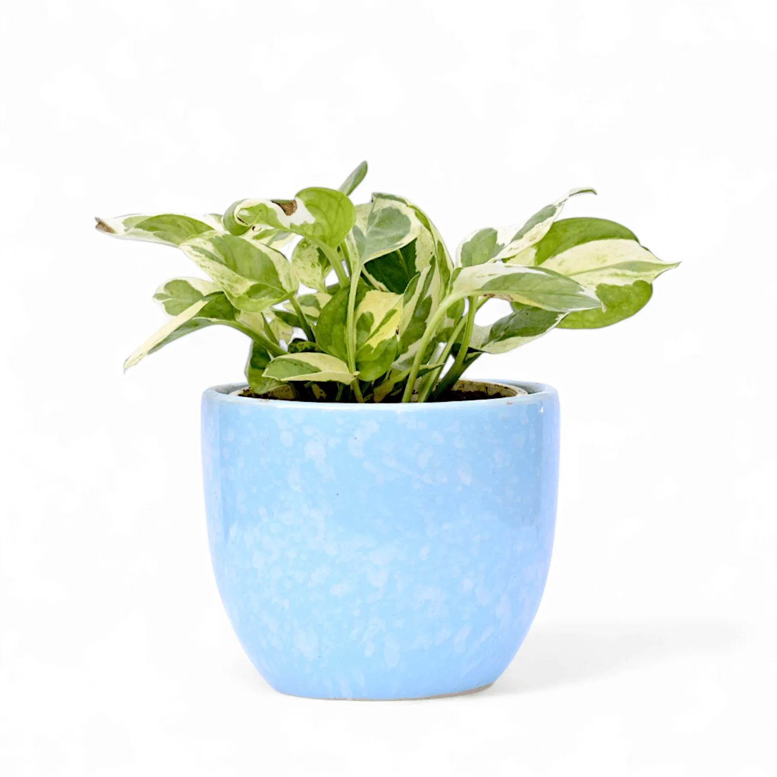 Money Plant N'Joy in 4 Inch Blue Tribal Themed Handmade Taper Ceramic Pot Minimalist Glossy Succulent Pot, Indoor Flower Pot for Home and Office D cor