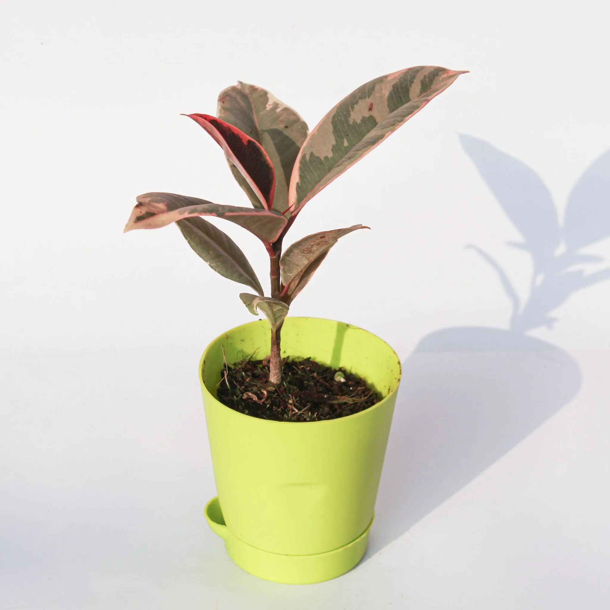 Rubber Vareigated in 4 Inch Green Florence Self Watering Pot