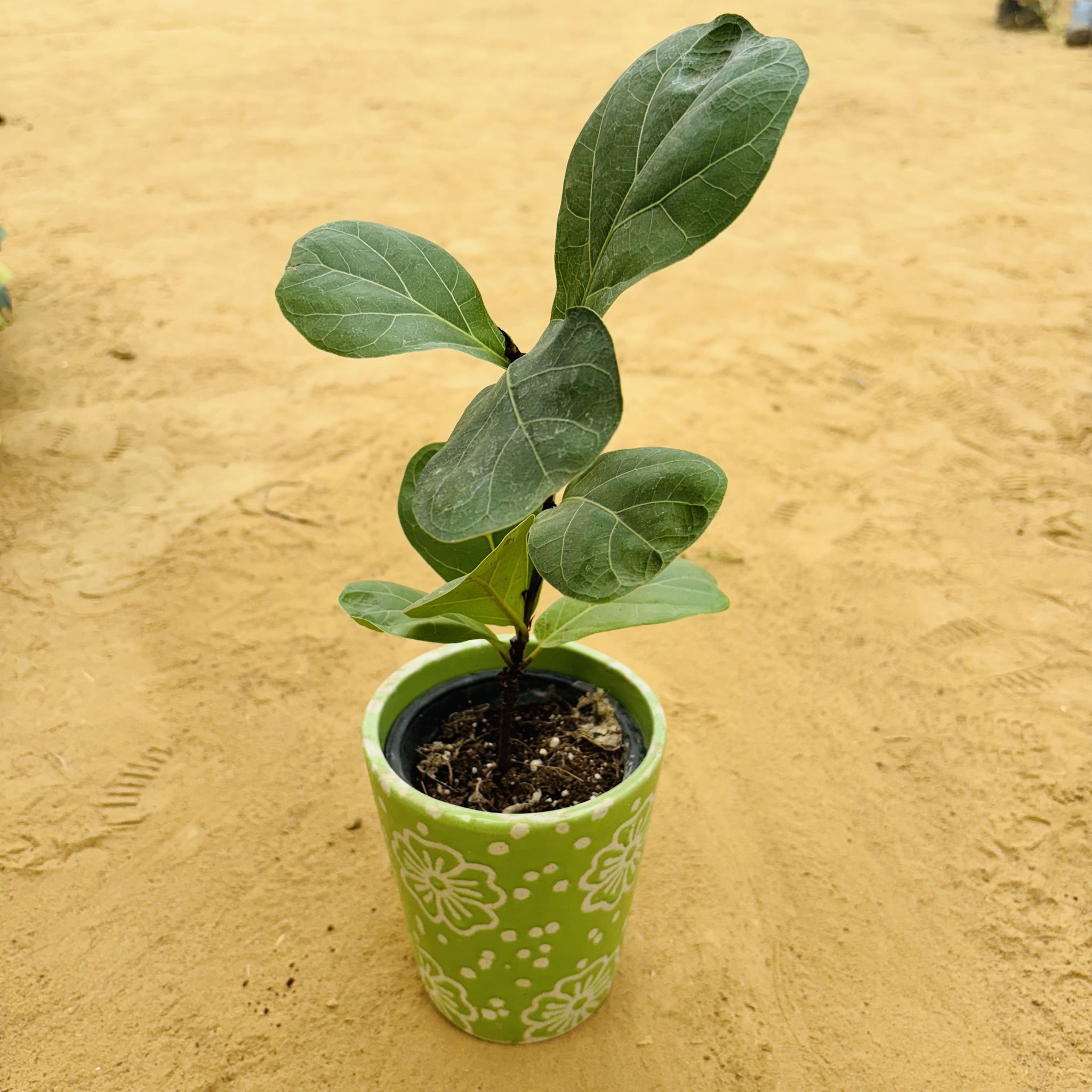 Fiddle Leaf Fig / Ficus Lyrata in 5.25 Inch Green Floral Designer Balti Shaped Ceramic Pot