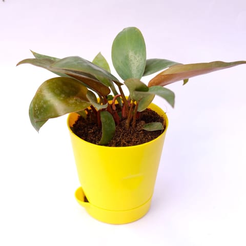 Philodendron Red in 4 Inch Yellow Florence Self Watering Pot