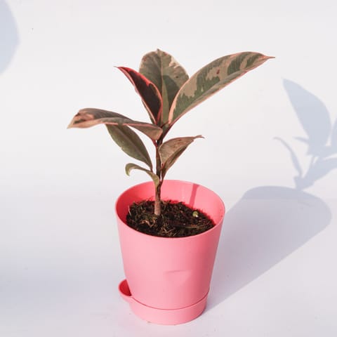 Rubber Vareigated in 4 Inch Pink Florence Self Watering Pot