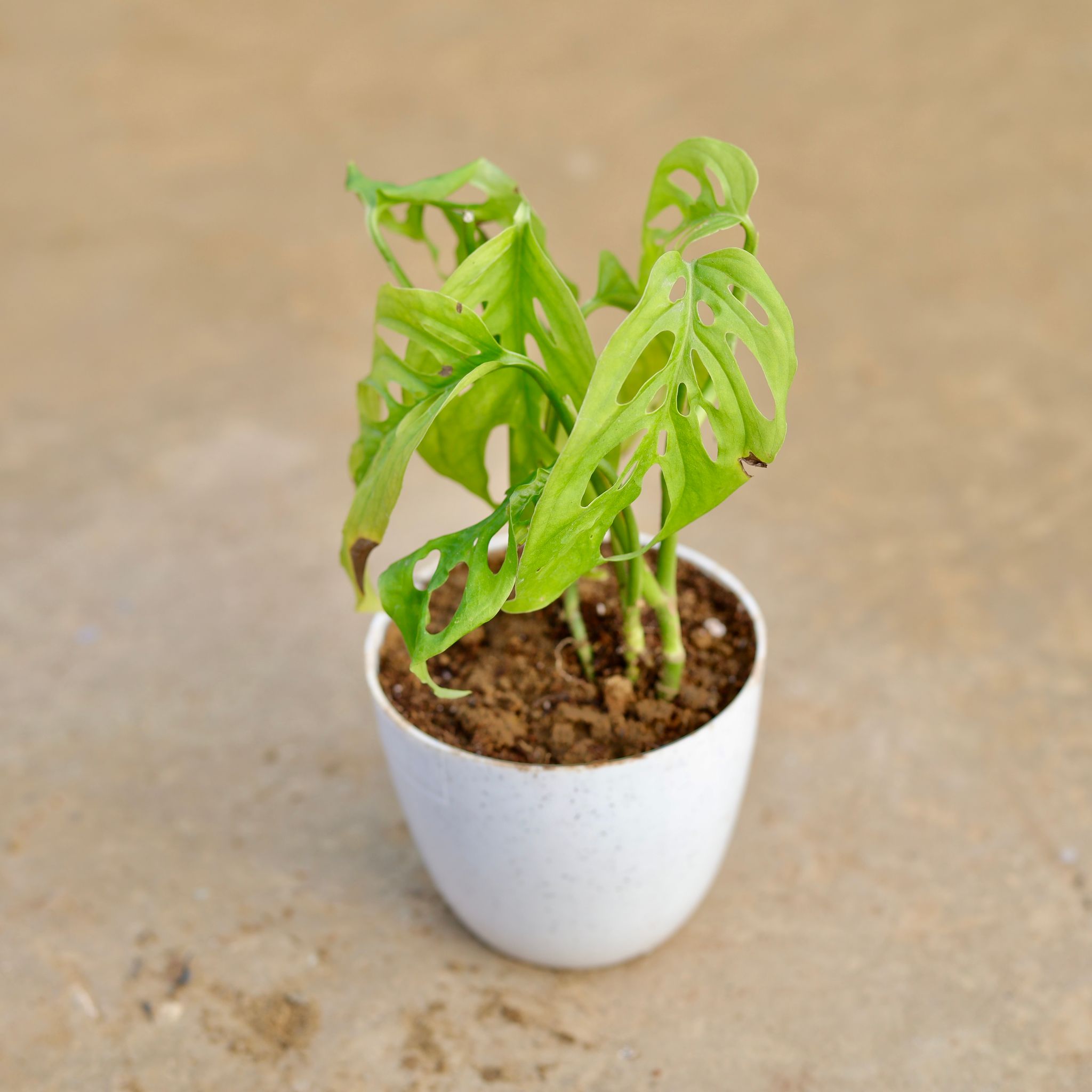 Monstera Broken Heart in 6 Inch White Marble Premium Orchid Round Plastic Pot