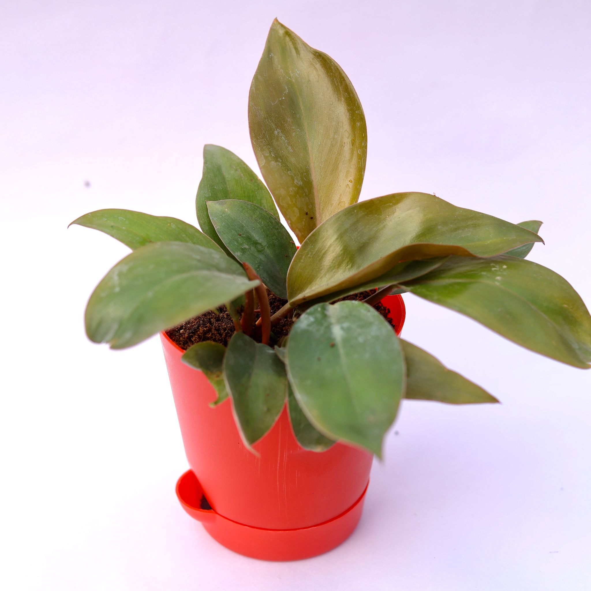 Philodendron Red in 4 Inch Red Florence Self Watering Pot