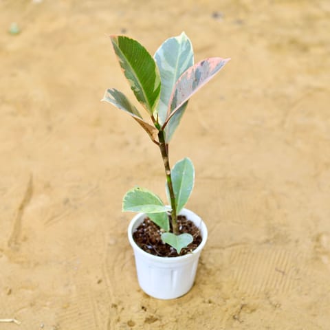 Rubber Variegated in 4 Inch Nursery Pot