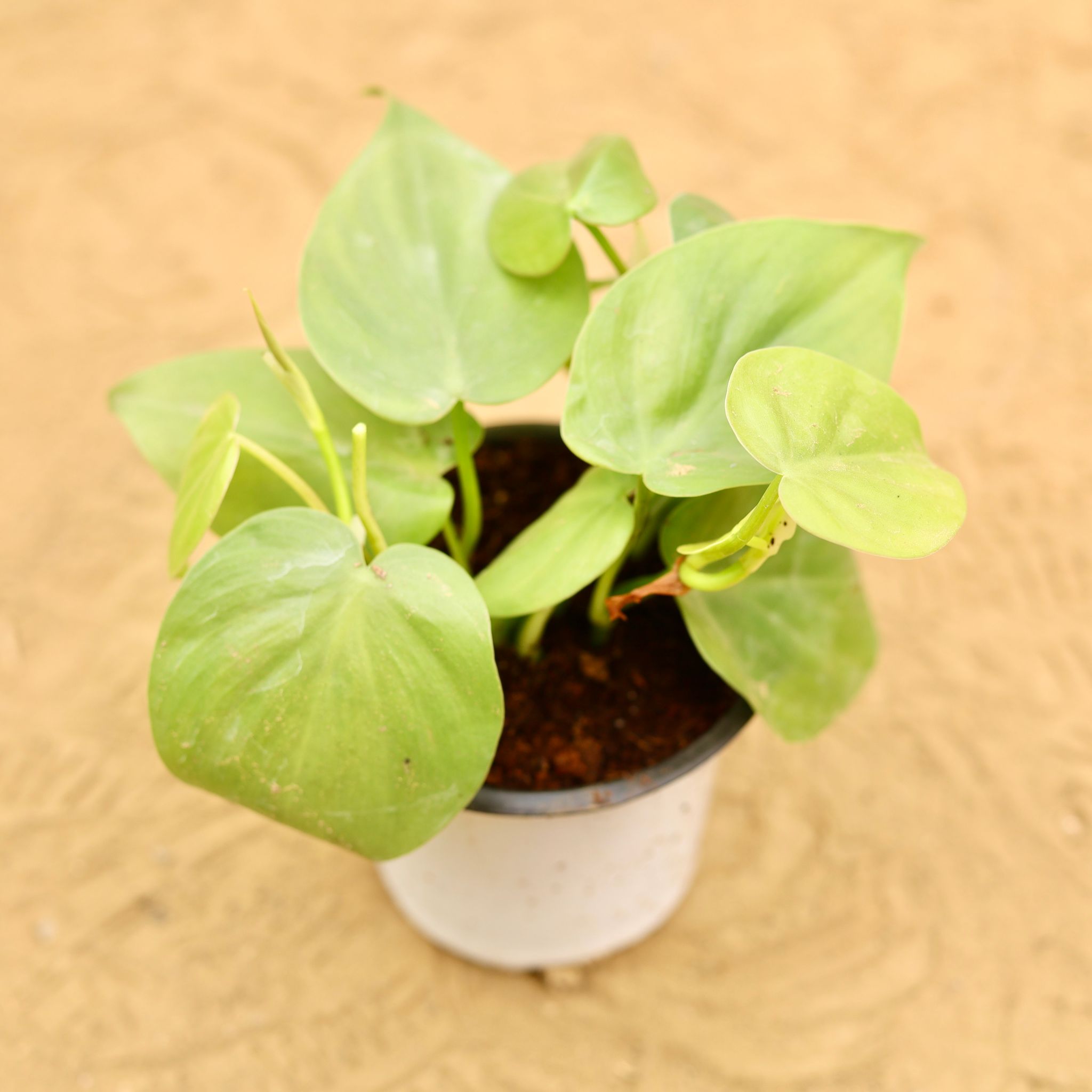 Air Purifying - Oxycardium Green in 4 Inch Nursery Pot