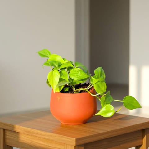 Oxycardium Golden in 4 inch Bhoomi Maati Pot - Wide-Mouth Rustic Matte Beauty