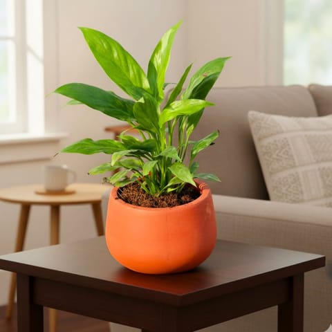 Peace Lily in 4 inch Bhoomi Maati Pot - Wide-Mouth Rustic Matte Beauty