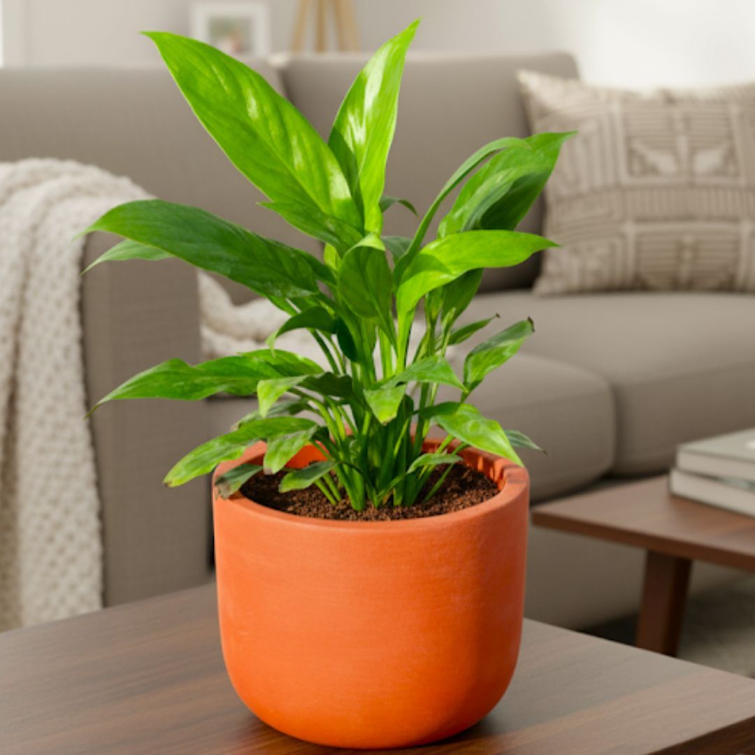 Peace Lily in 4 inch Aaroh Maati Pot - Modern Curved Handcrafted Appeal