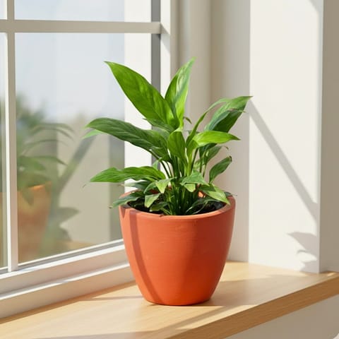 Peace Lily in 4 inch Shilp Maati Pot - Chic Small Pot for Decor Corners