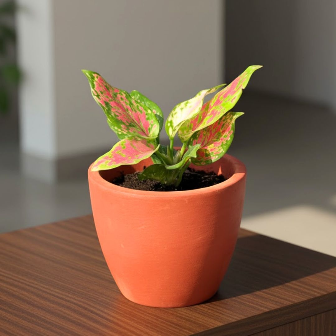 Aglaonema Pink Dalmation in 4 inch Shilp Maati Pot - Chic Small Pot for Decor Corners