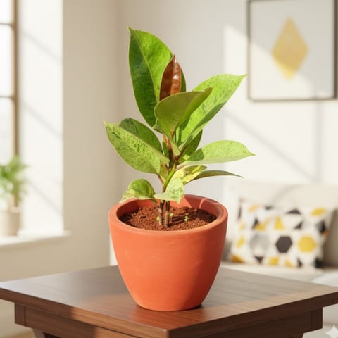 Rubber vareigated Yellow in 4 inch Shilp Maati Pot - Chic Small Pot for Decor Corners