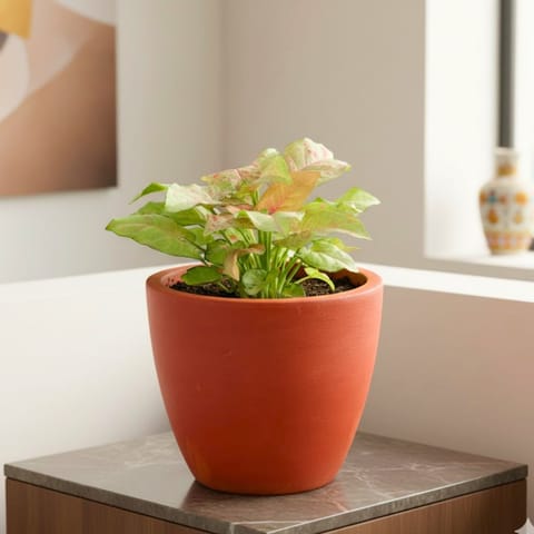 Syngonium Candyfloss in 4 inch Shilp Maati Pot - Chic Small Pot for Decor Corners
