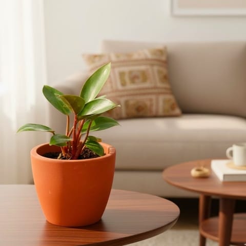 Philodendron Red in 4 inch Shilp Maati Pot - Chic Small Pot for Decor Corners