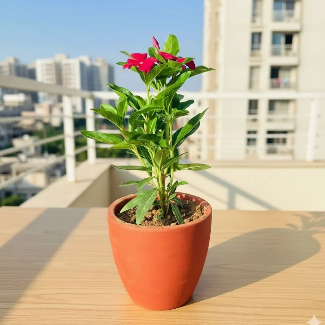 Periwinkle / Sadabahar / Vinca (any colour) in 4 inch Shilp Maati Pot - Chic Small Pot for Decor Corners