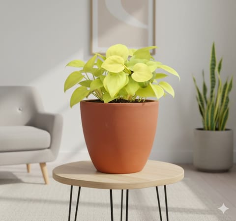 Oxycardium Golden in 4 inch Shilp Maati Pot - Chic Small Pot for Decor Corners