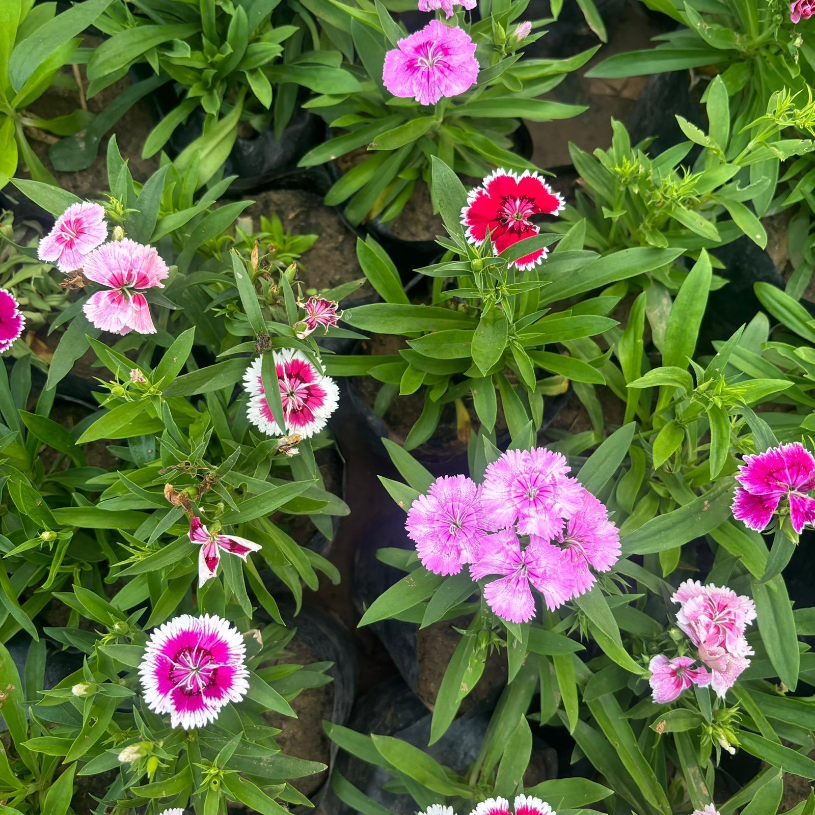 Set of 10 - Dianthus (any colour) in 4 Inch Nursery Bag