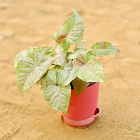 Rare Syngonium Pink Spot / Candyfloss in 4 Inch Pink Florence Self Watering Pot