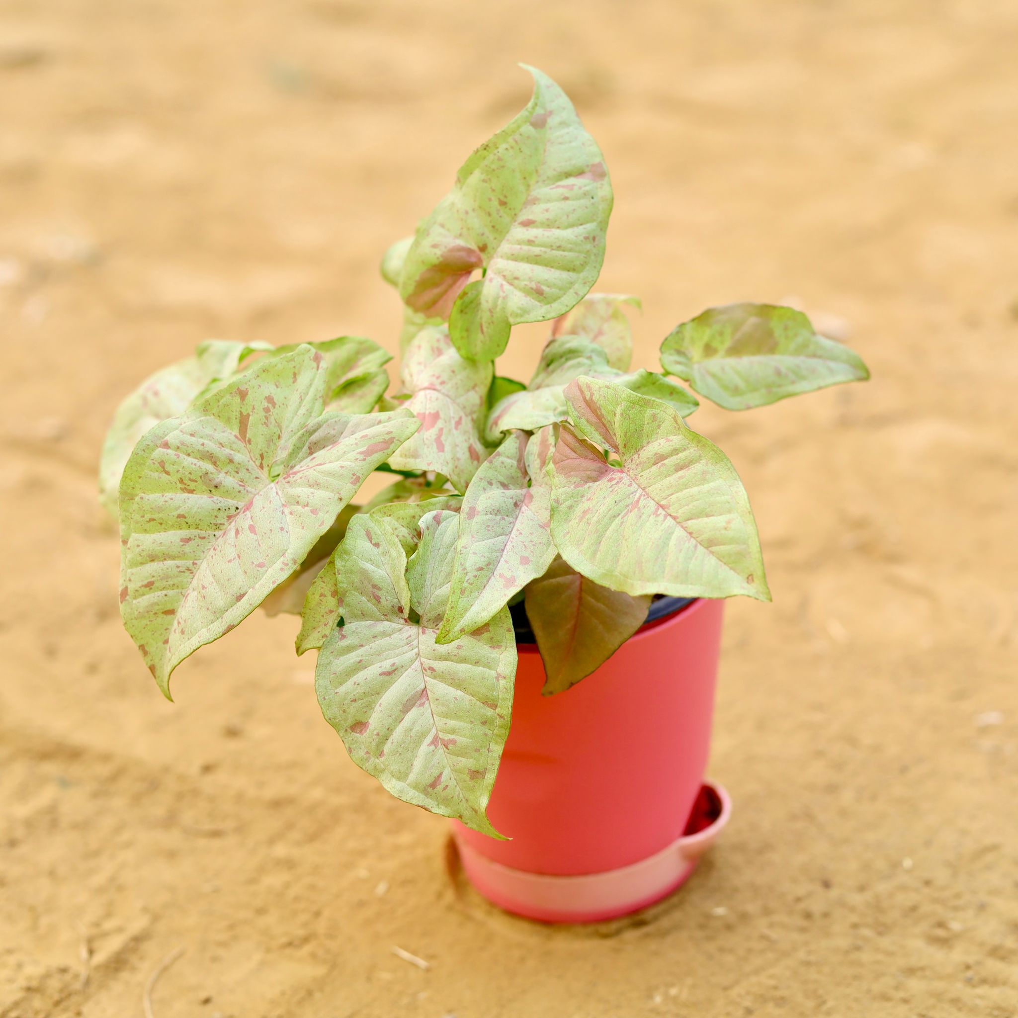 Rare Syngonium Pink Spot / Candyfloss in 4 Inch Pink Florence Self Watering Pot