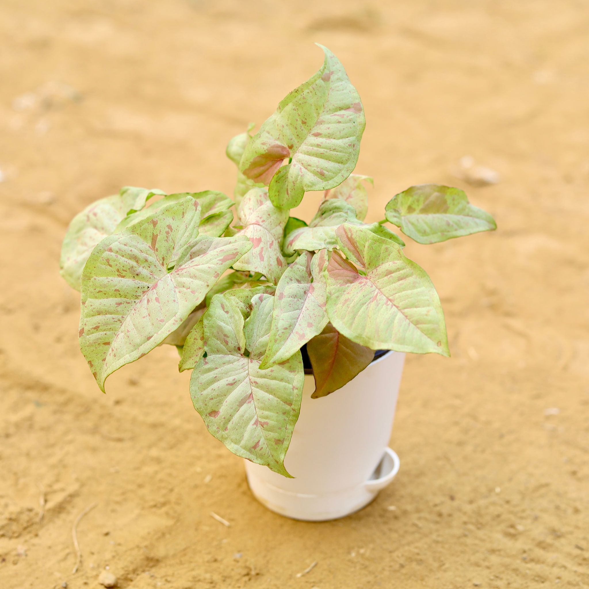 Rare Syngonium Pink Spot / Candyfloss in 4 Inch White Florence Self Watering Pot