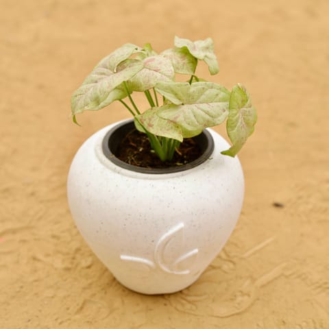 Rare Syngonium Pink Spot / Candyfloss in 7 Inch Plain White Premium Apple Leaf Plastic Pot