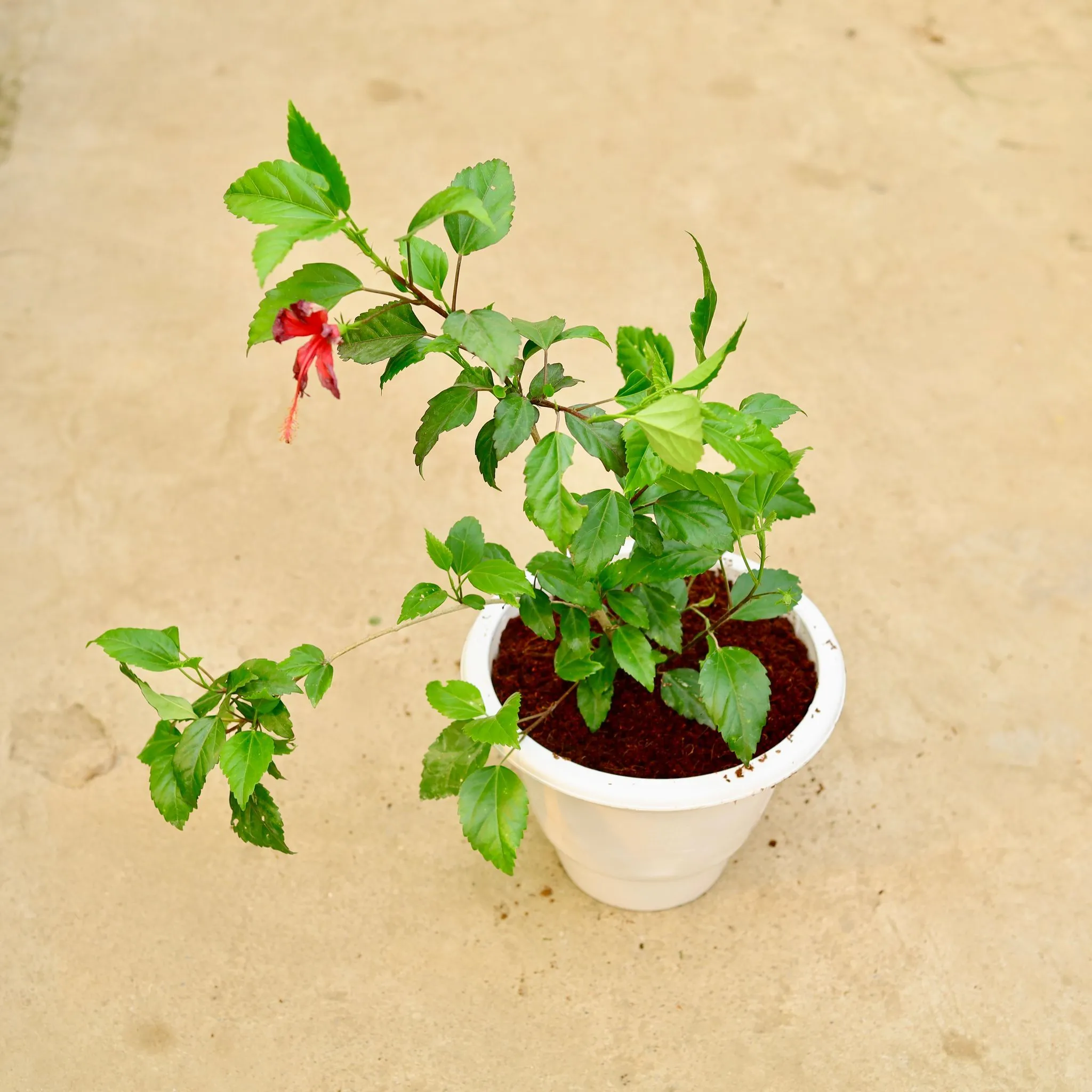Hibiscus / Gudhal Red Pune in 8 Inch White Classy Plastic Pot