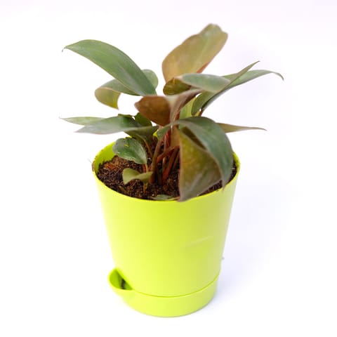 Philodendron Red in 4 Inch Green Florence Self Watering Pot