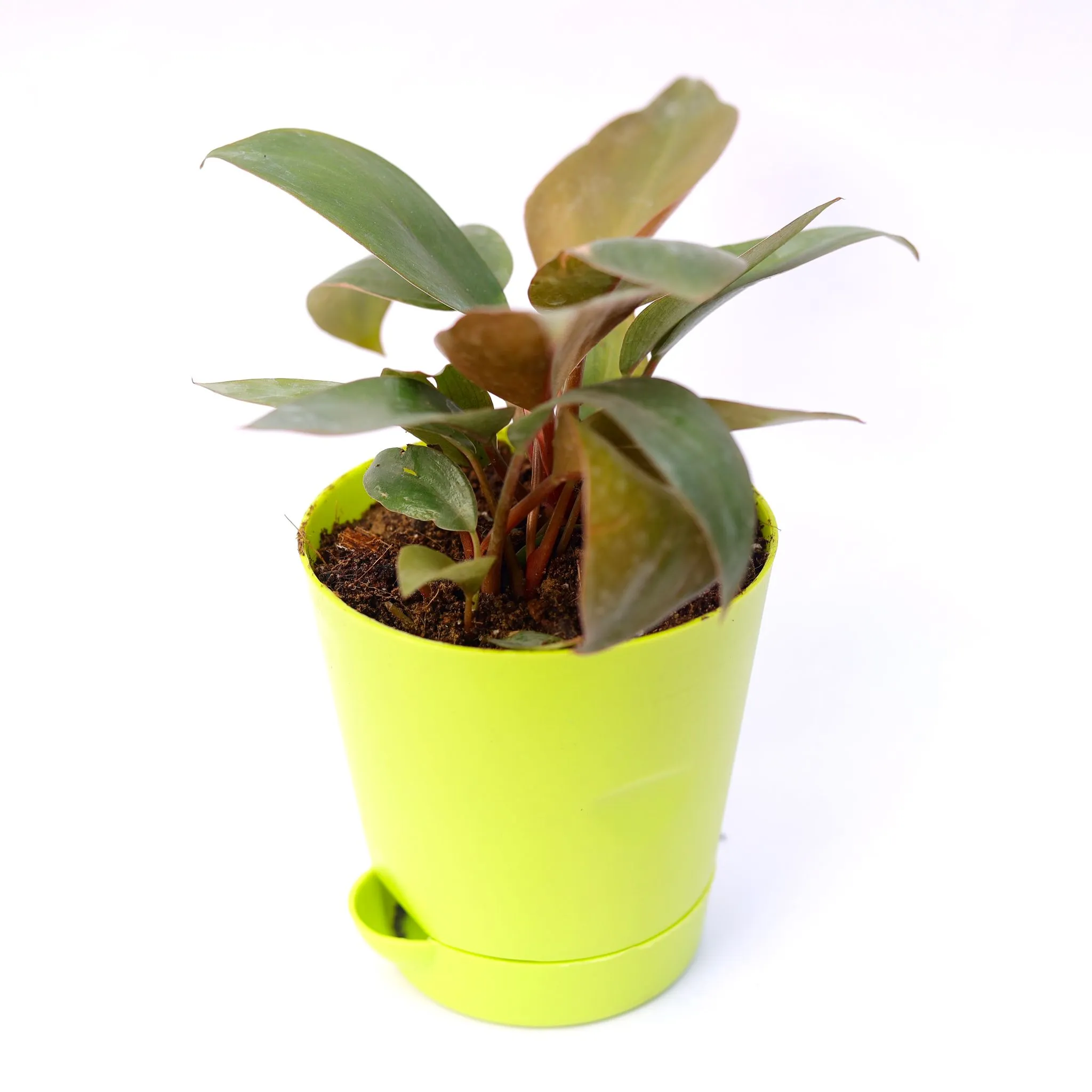 Philodendron Red in 4 Inch Green Florence Self Watering Pot
