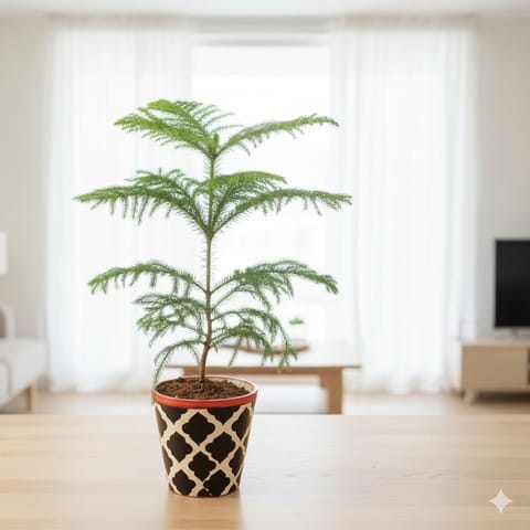 Araucaria / Christmas Tree in 5 Inch Black Moroccan Designer Balti Shaped Ceramic Pot