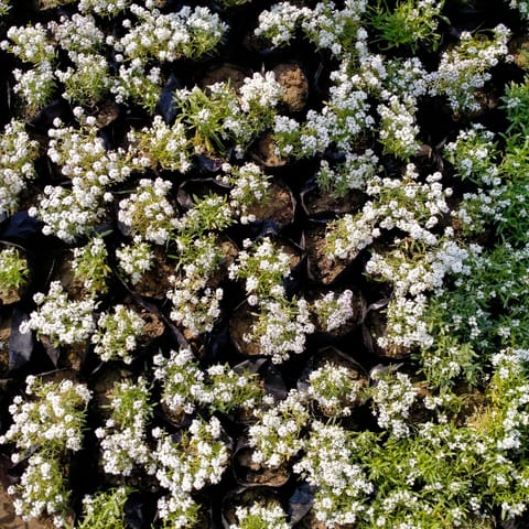 Set of 10 - Alyssum White in 4 Inch Nursery Bag