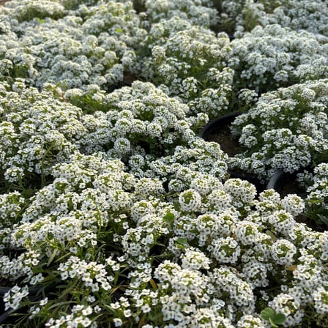 Set of 3 - Alyssum White in 4 Inch Nursery Bag