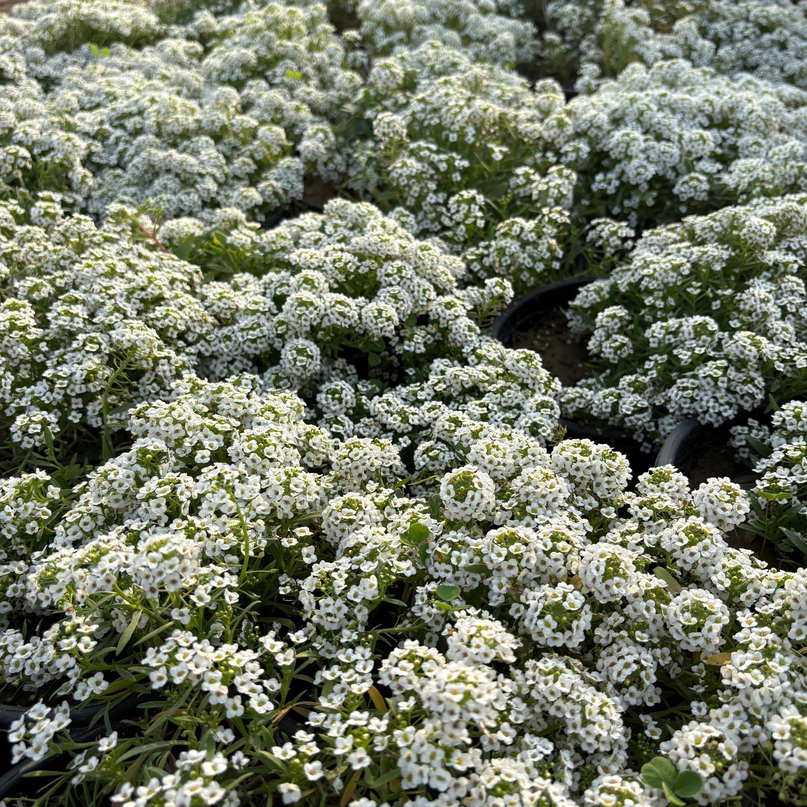 Set of 3 - Alyssum White in 4 Inch Nursery Bag