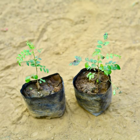 Set of 2 - Curry Patta in 3 Inch Nursery Bag