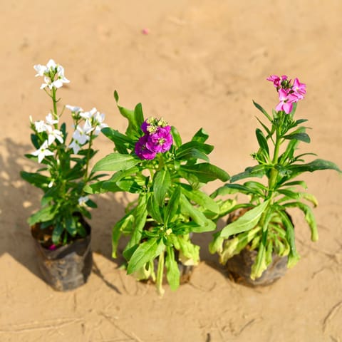 Set of 3 - stock (Any Colour) in 4 Inch Nursery Bag