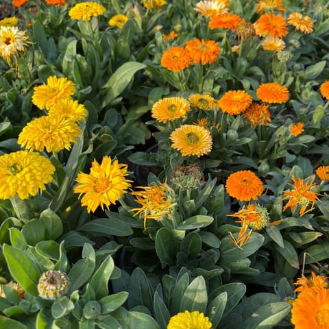Set of 3 - Calendula (Any Colour) in 3 Inch Nursery Bag