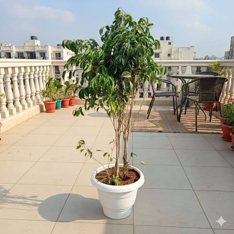 Ficus Benjamina Black (~ 2 Ft) in 8 Inch White Olive Plastic Pot