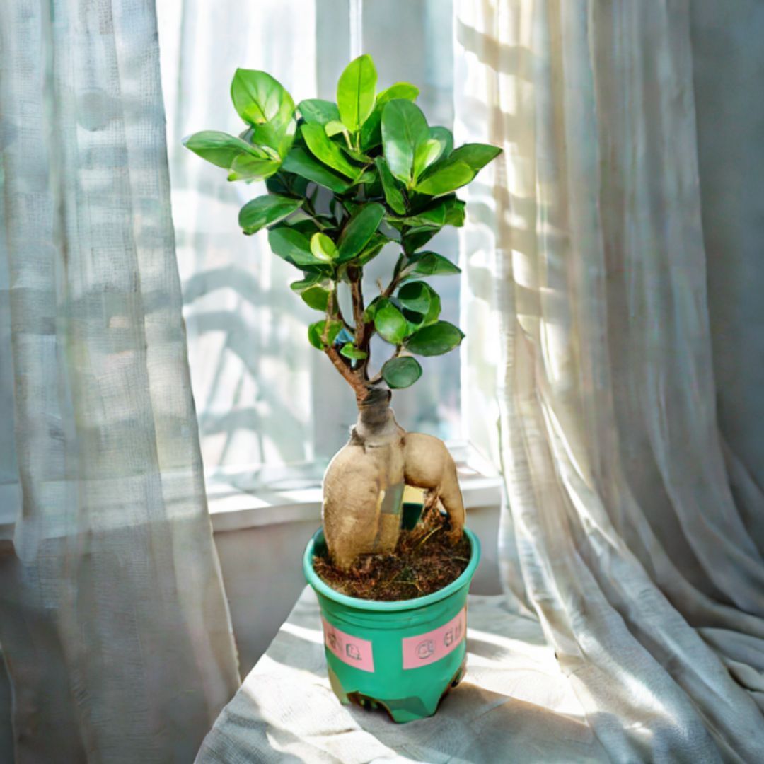 Ficus Bonsai in 3 Inch Nursery Pot