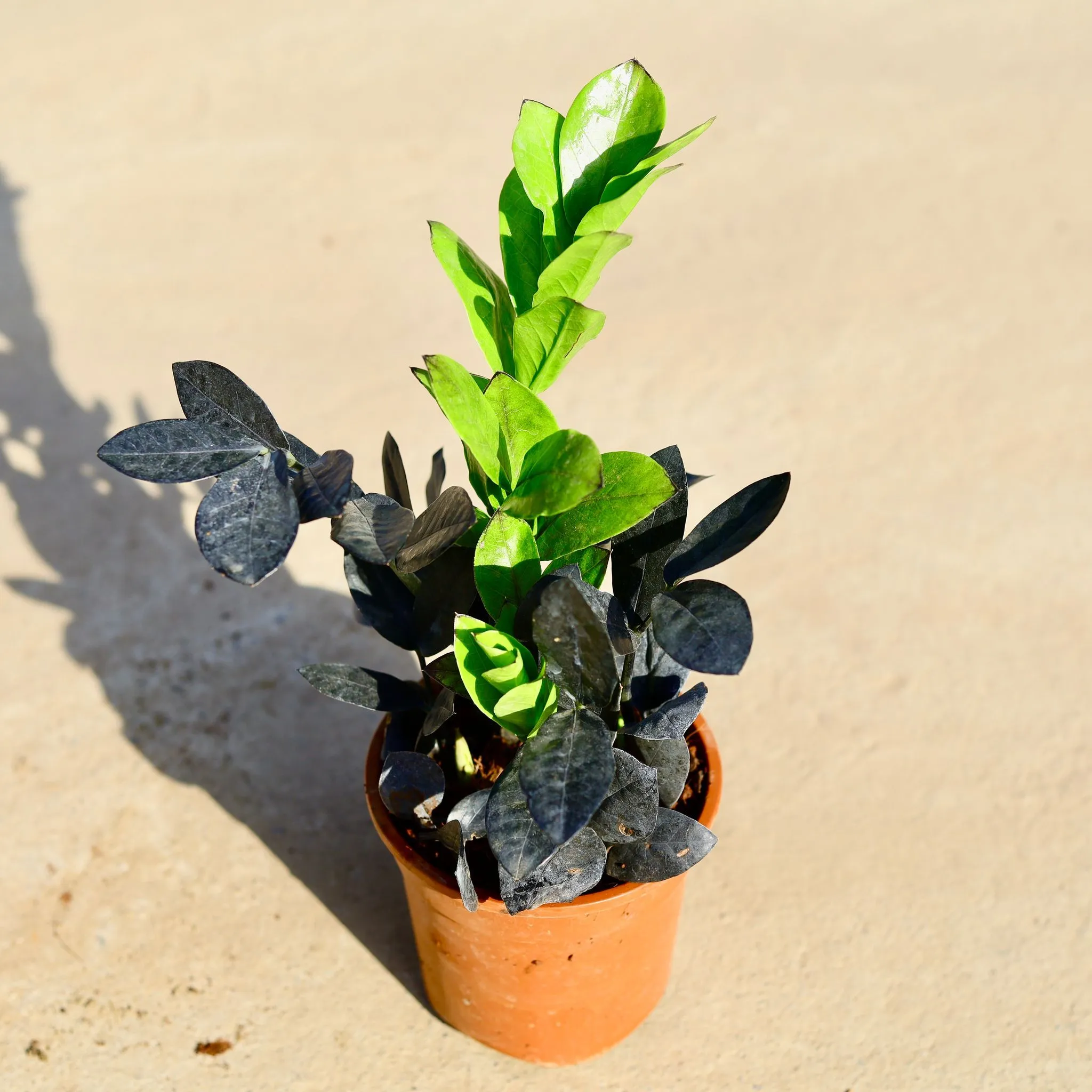 Zz Black in 4 Inch Nursery Pot